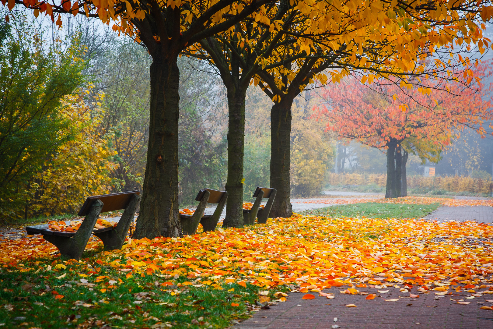 Colorful autumn