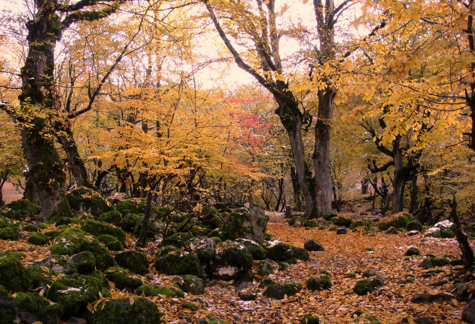 Colorful Autumn..