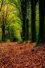 colorful autumn foliage 