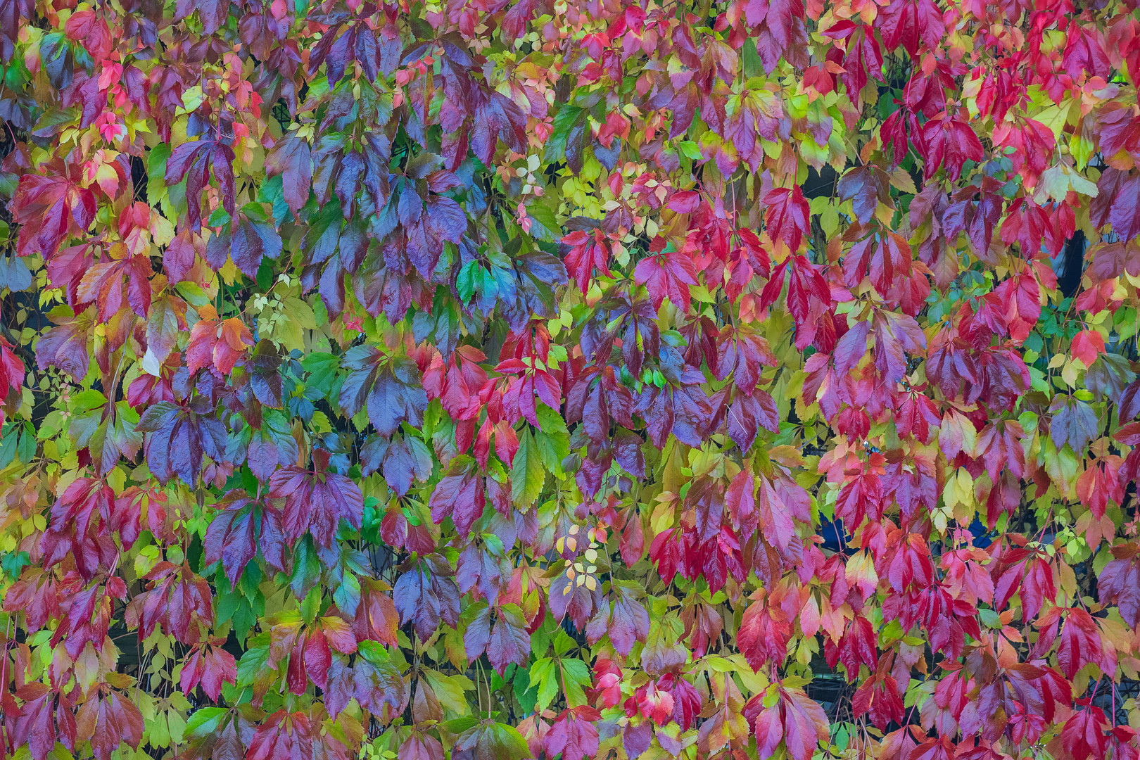 colorful autumn leaves