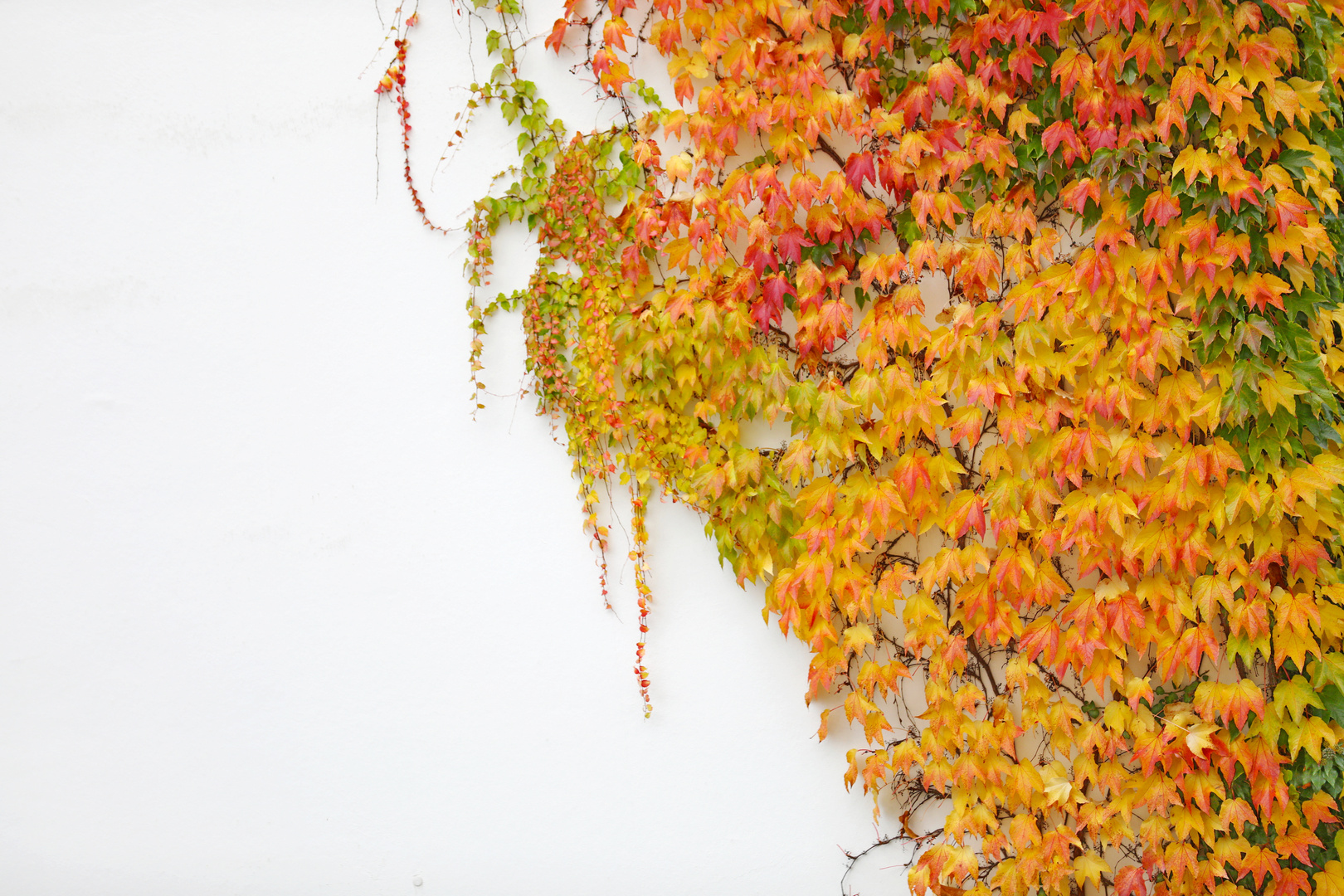 Colorful Autumn Leaves