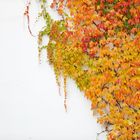 Colorful Autumn Leaves