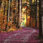 Colorful Autumn Wood