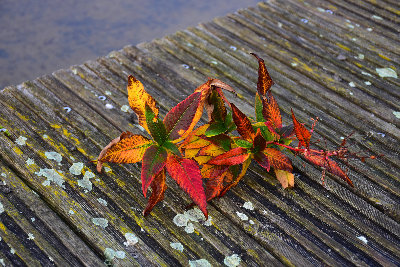 Colorful beautiful autumnal twig