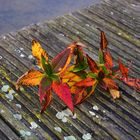 Colorful beautiful autumnal twig