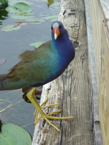 Colorful Bird