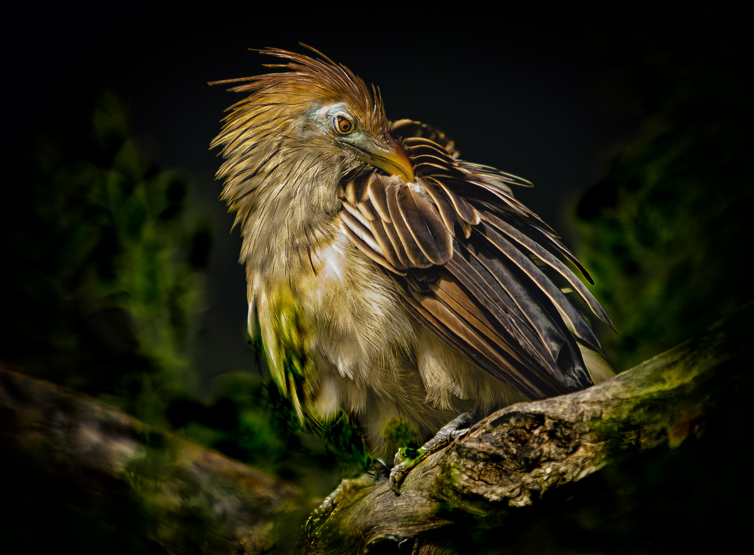 colorful Bird