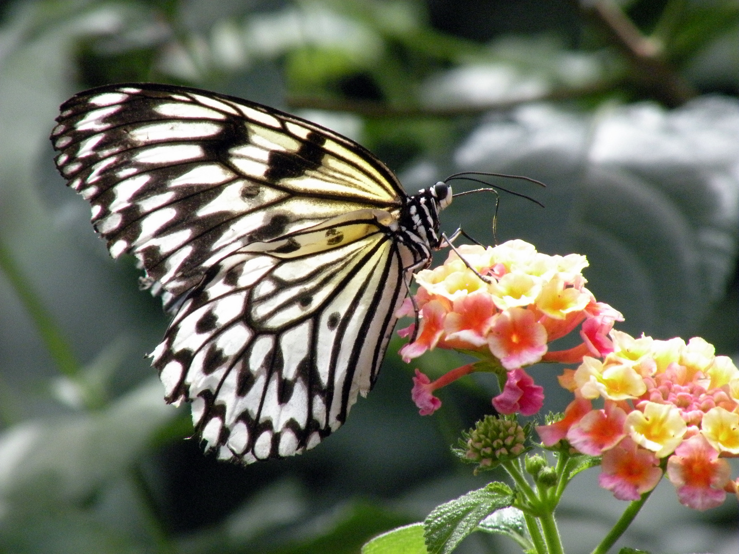 Colorful Black & White