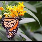 colorful butterfly