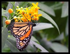 colorful butterfly