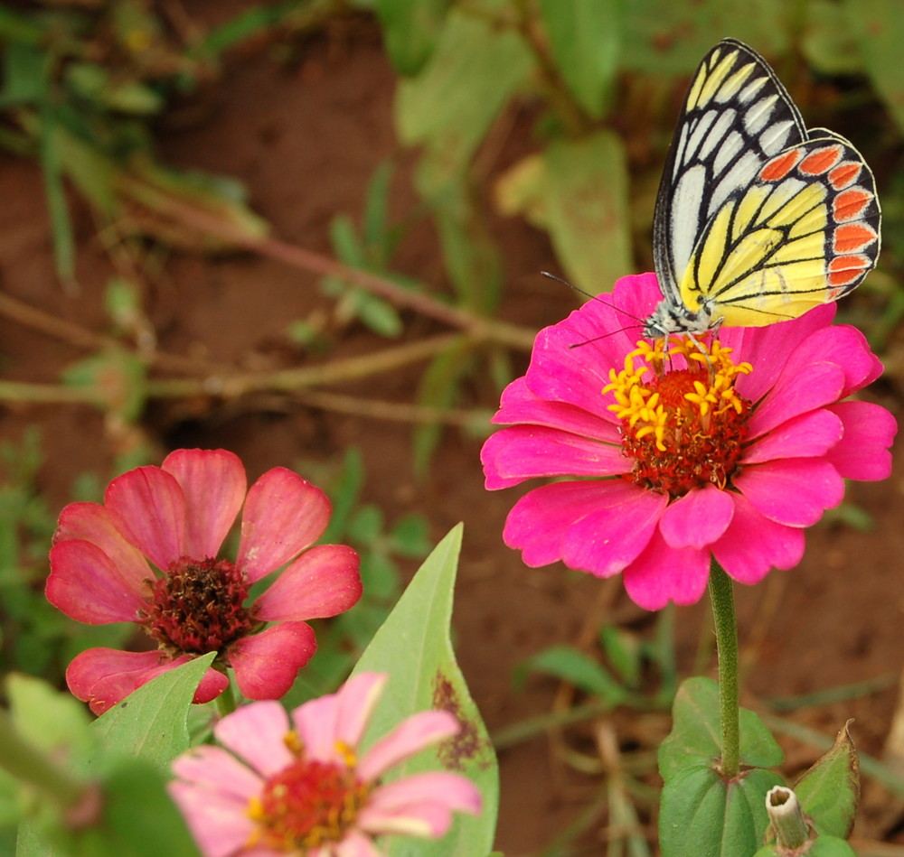 Colorful Butterfly !!