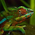 Colorful Cameleon