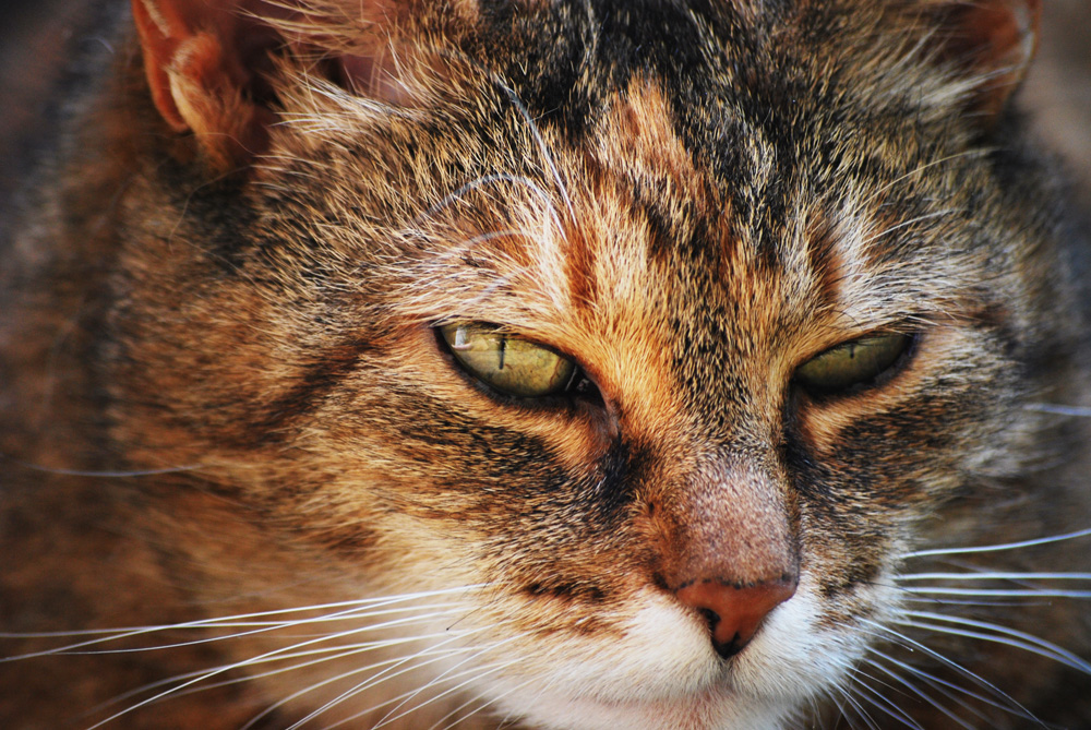 Colorful Cat