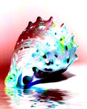 Colorful Conch Shell