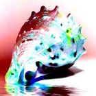 Colorful Conch Shell