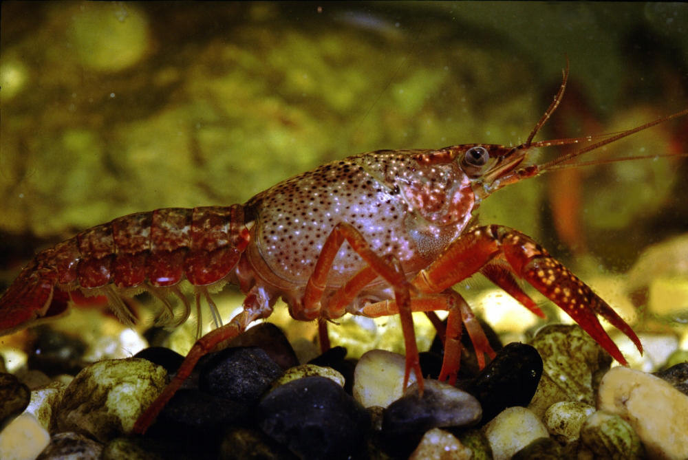 Colorful Crayfish