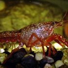 Colorful Crayfish