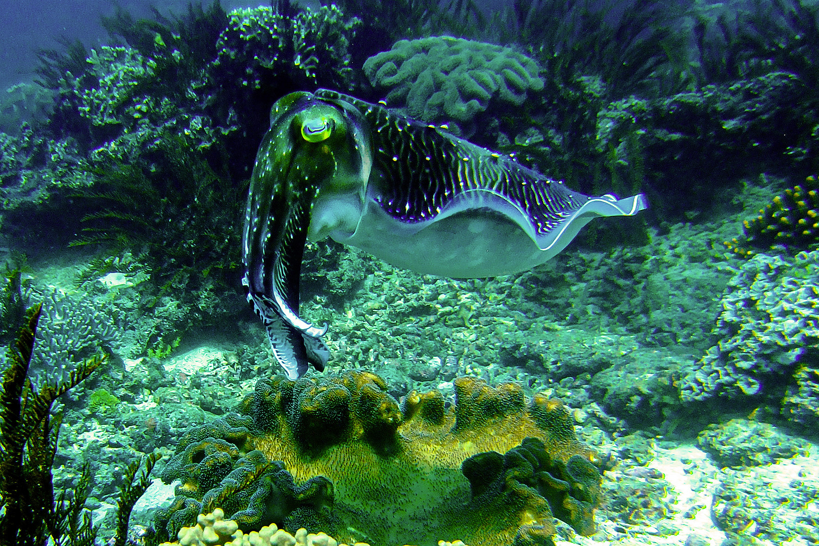 Colorful cuttlefish at Nusa Penida