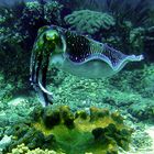 Colorful cuttlefish at Nusa Penida