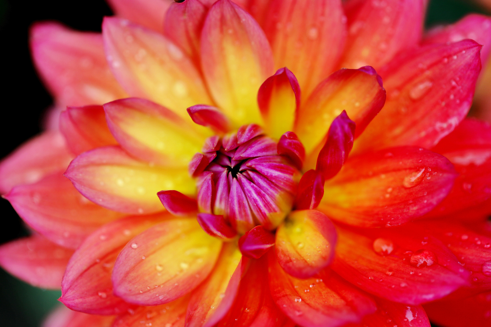 Colorful Dahlia with Raindrops Macro