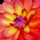 Colorful Dahlia with Raindrops Macro