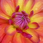 Colorful Dahlia with Raindrops Macro