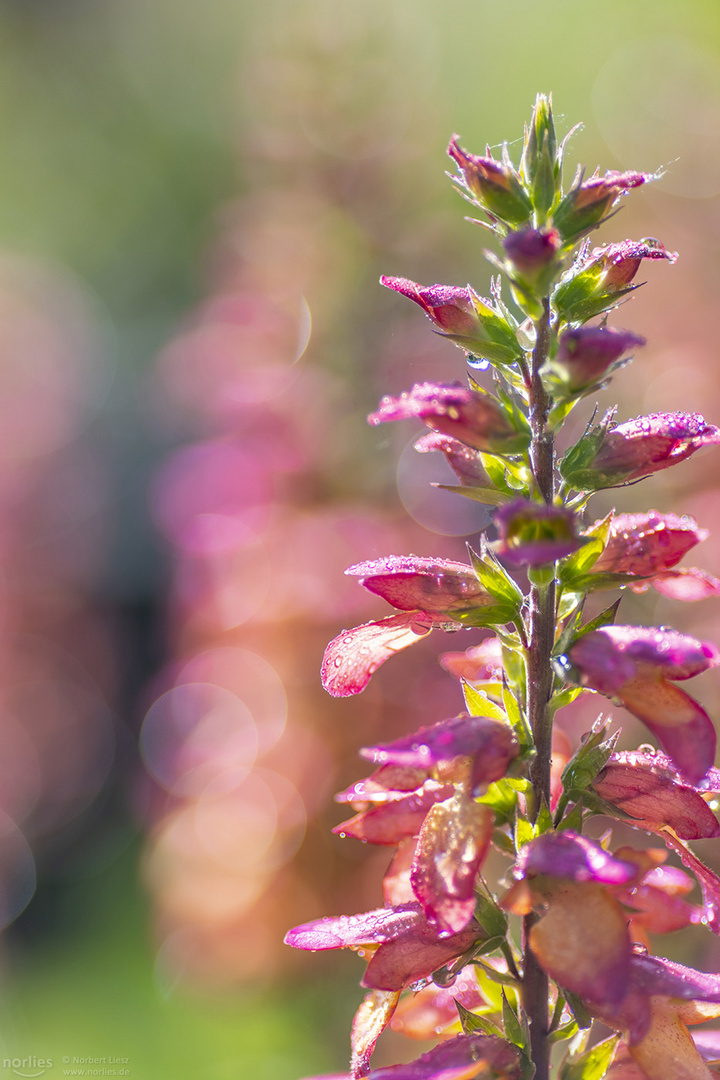 Colorful digitalis