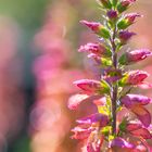 Colorful digitalis