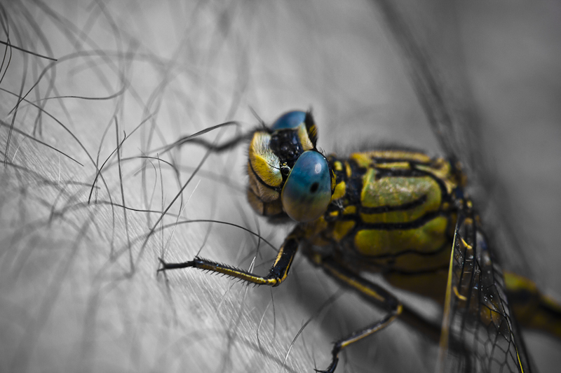 colorful Dragonfly