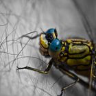 colorful Dragonfly