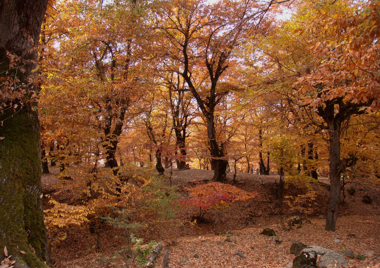 Colorful fall