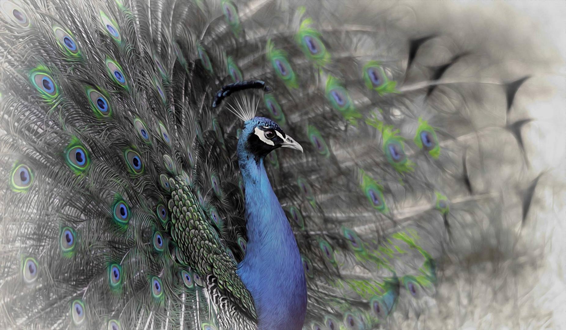 "colorful feathers" by Johnny Brambach