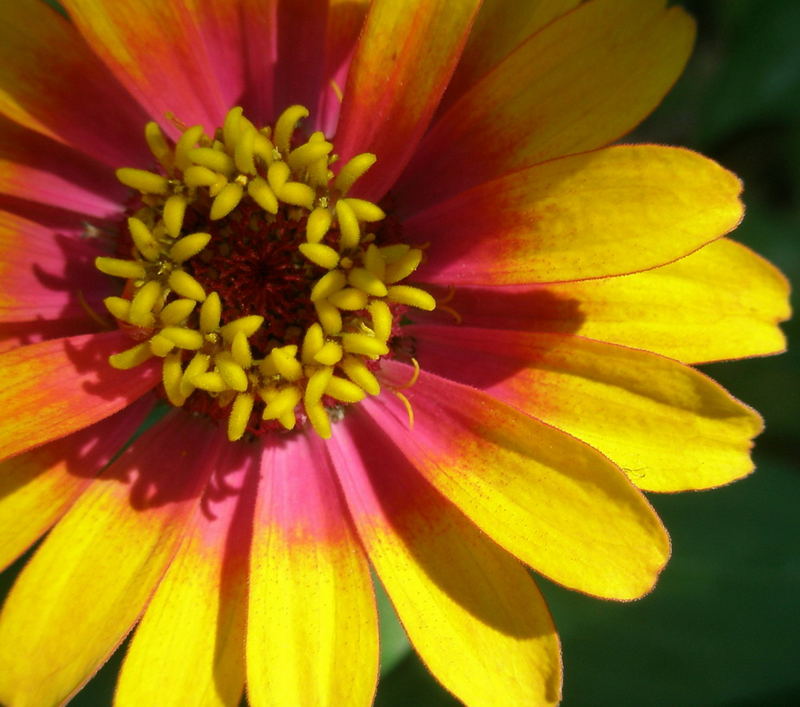 Colorful Flower