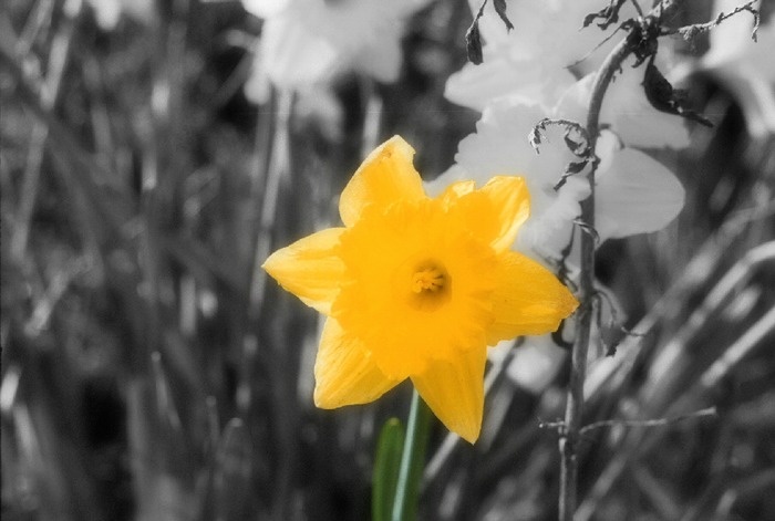 Colorful Flower