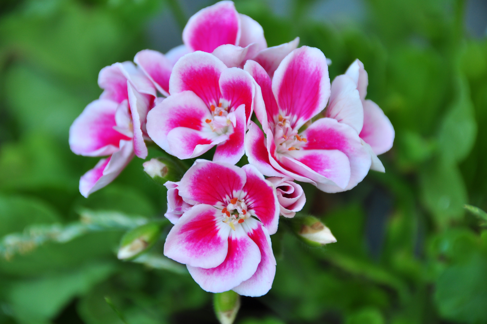 Colorful flower