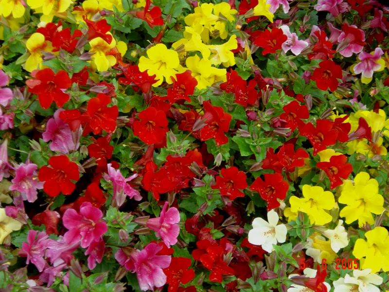 Colorful flowers