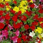 Colorful flowers