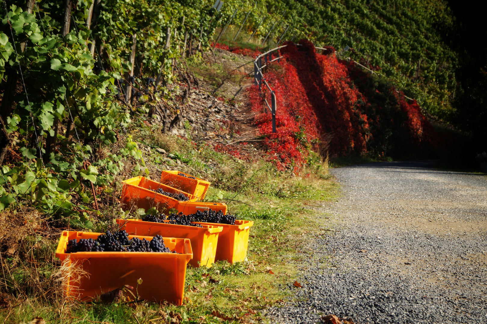 Colorful harvest