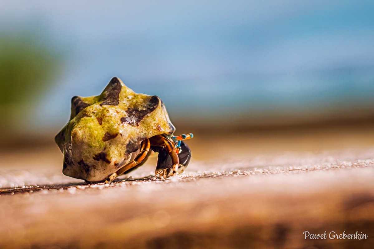 Colorful hermit crab