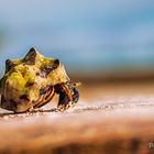 Colorful hermit crab