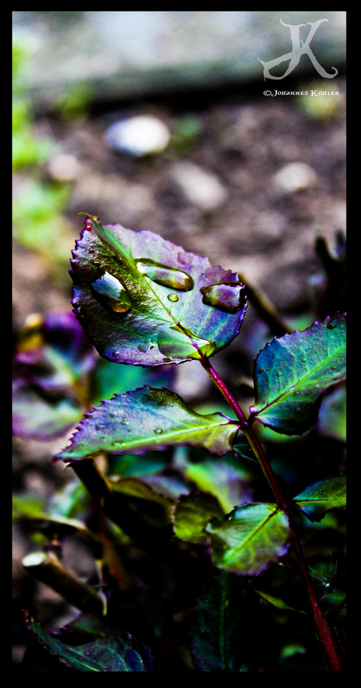 Colorful leaf