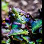 Colorful leaf