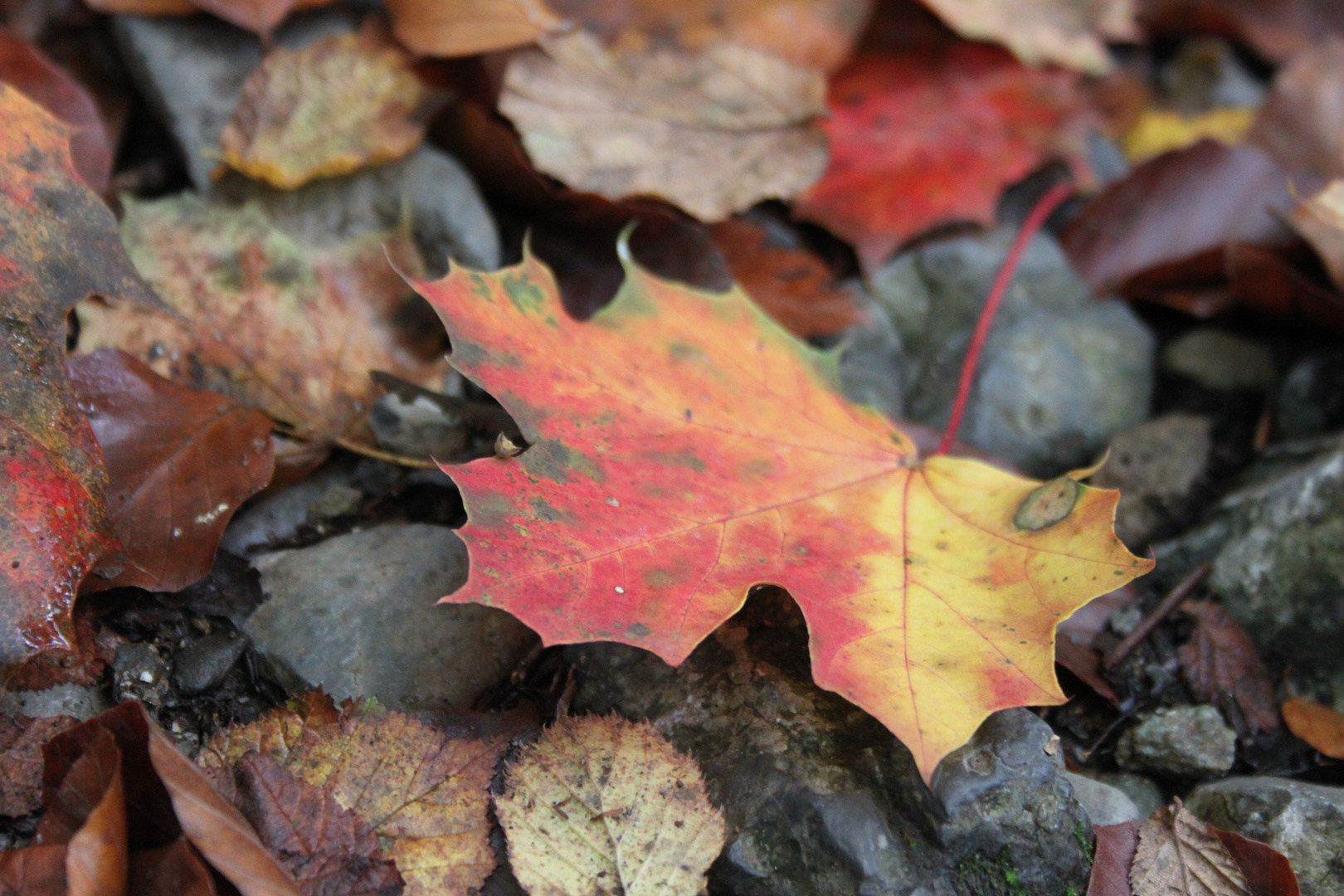 colorful leaf