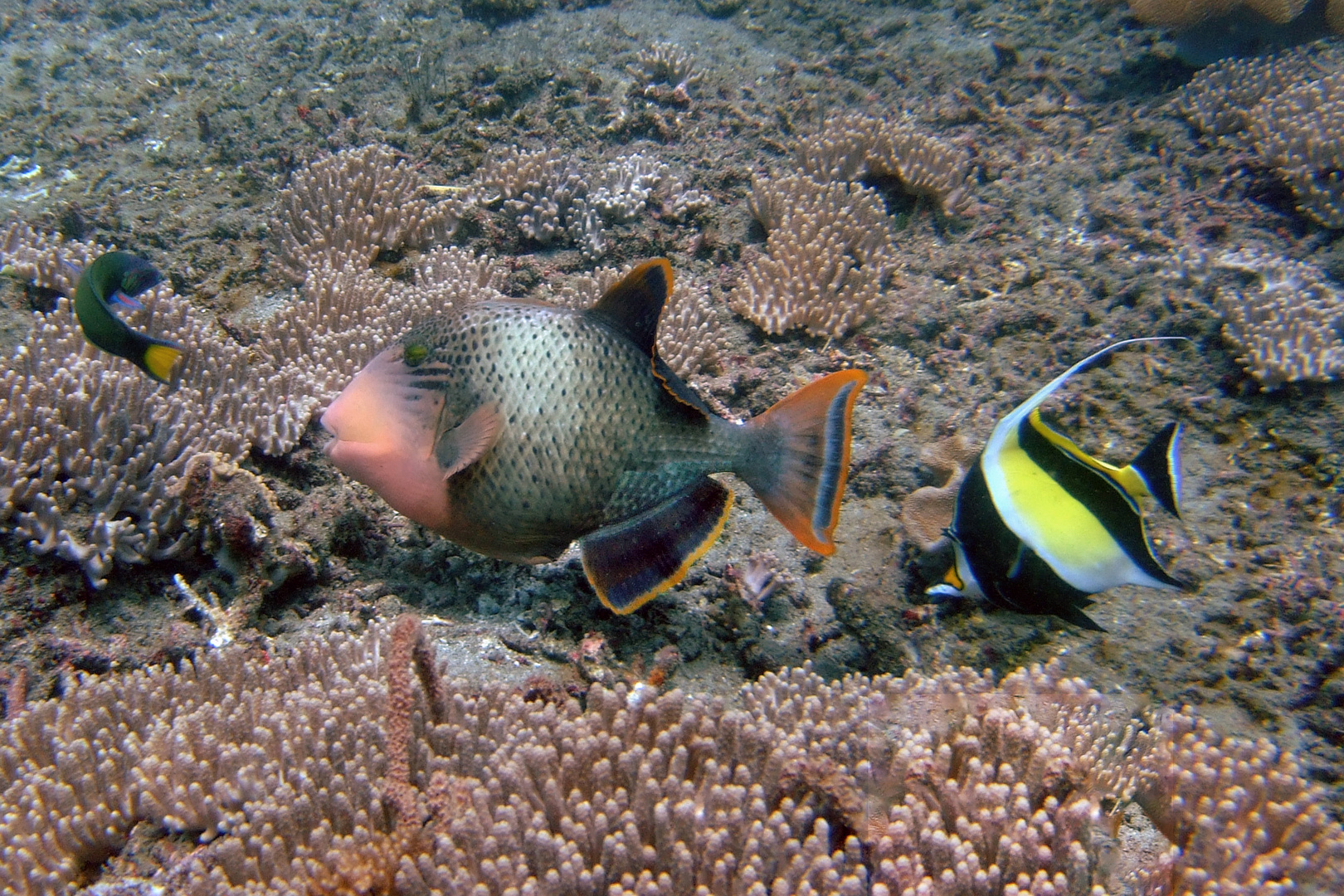 Colorful life under water