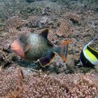 Colorful life under water