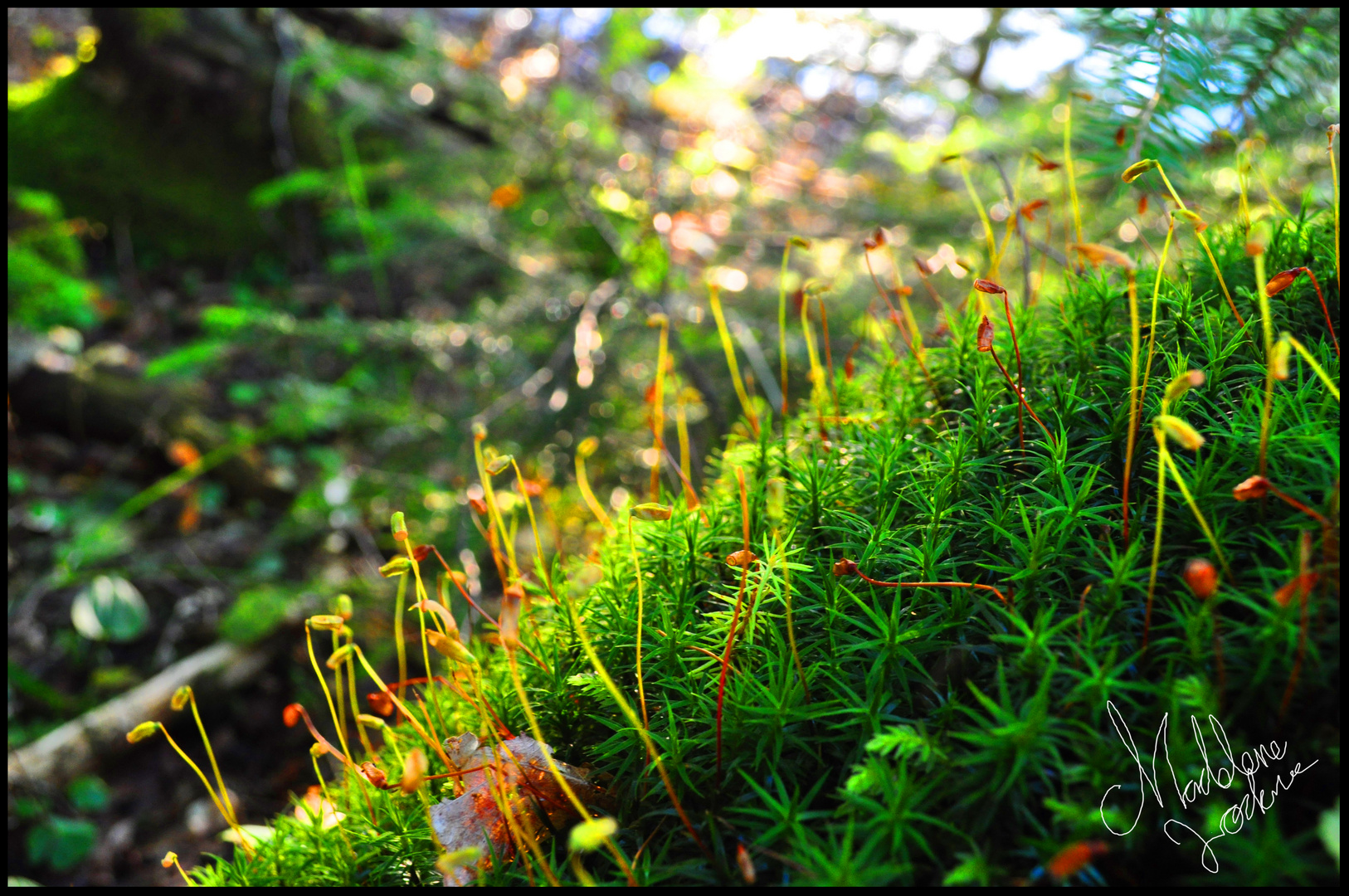 Colorful moss