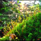 Colorful moss