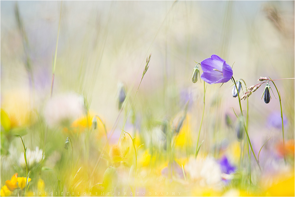 colorful mountain meadow.........