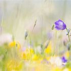 colorful mountain meadow.........