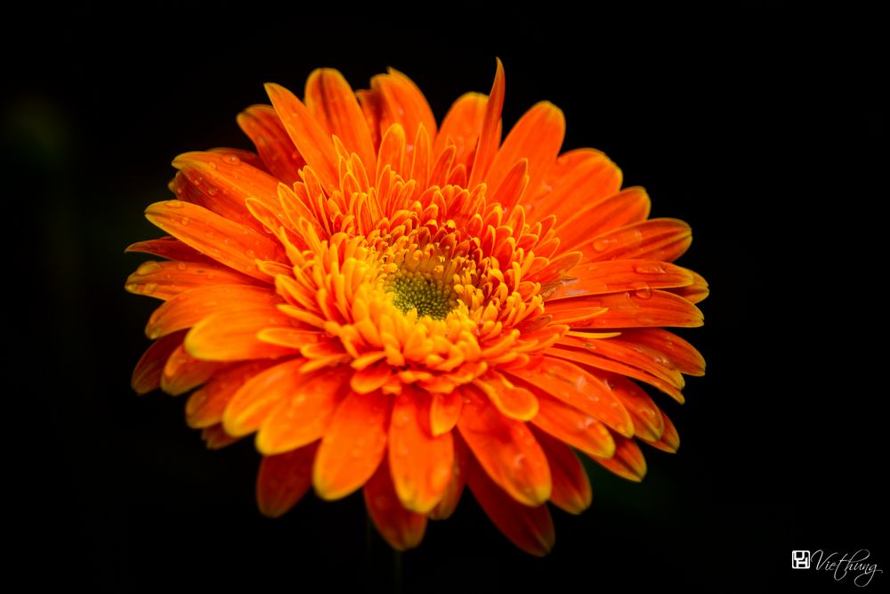 Colorful of Gerbera